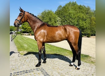 Koń hanowerski, Wałach, 5 lat, 174 cm, Gniada