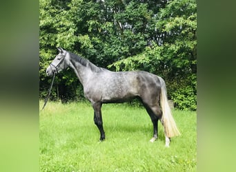 Koń hanowerski, Wałach, 5 lat, 174 cm, Siwa