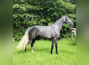 Koń hanowerski, Wałach, 5 lat, 174 cm, Siwa