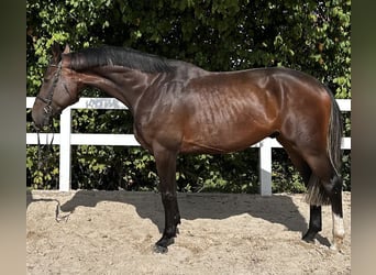 Koń hanowerski, Wałach, 5 lat, 175 cm, Ciemnokasztanowata