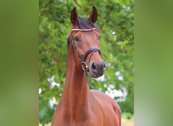 Koń hanowerski, Wałach, 5 lat, 175 cm, Gniada