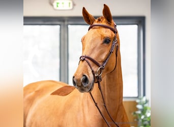 Koń hanowerski, Wałach, 5 lat, 176 cm, Kasztanowata