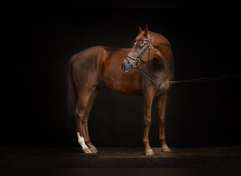 Koń hanowerski, Wałach, 5 lat, 177 cm, Ciemnokasztanowata