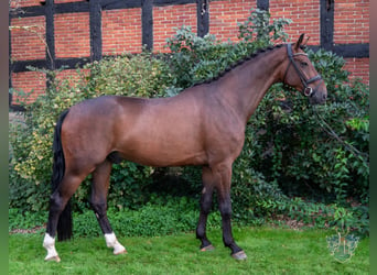 Koń hanowerski, Wałach, 5 lat, 178 cm, Gniada