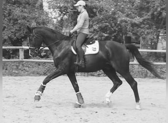 Koń hanowerski, Wałach, 5 lat, 178 cm, Kara