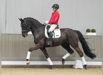 Koń hanowerski, Wałach, 5 lat, 179 cm, Ciemnogniada