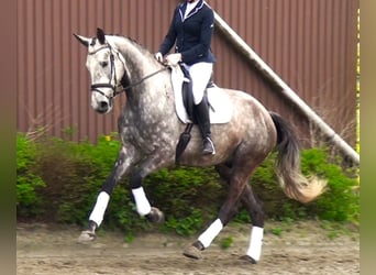 Koń hanowerski, Wałach, 5 lat, 179 cm, Siwa