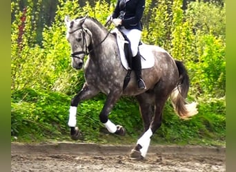 Koń hanowerski, Wałach, 5 lat, 179 cm, Siwa
