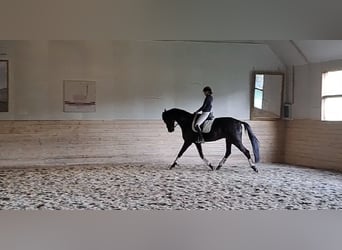 Koń hanowerski, Wałach, 5 lat, 180 cm, Kara