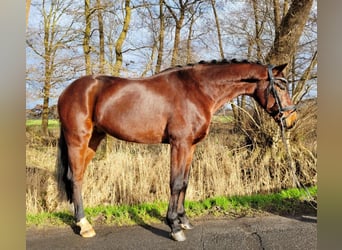 Koń hanowerski, Wałach, 6 lat, 155 cm, Gniada