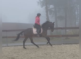 Koń hanowerski, Wałach, 6 lat, 160 cm, Gniada