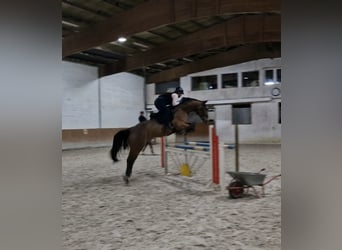 Koń hanowerski, Wałach, 6 lat, 162 cm