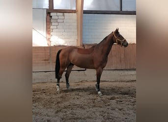 Koń hanowerski, Wałach, 6 lat, 162 cm