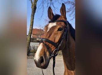 Koń hanowerski, Wałach, 6 lat, 164 cm