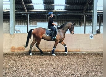 Koń hanowerski, Wałach, 6 lat, 165 cm, Gniada