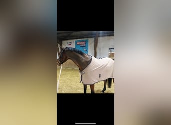 Koń hanowerski, Wałach, 6 lat, 165 cm, Gniada