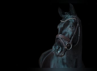 Koń hanowerski, Wałach, 6 lat, 165 cm, Kara