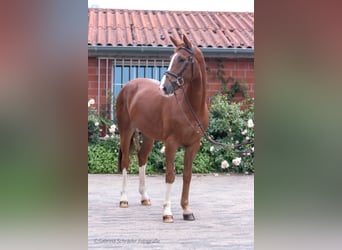 Koń hanowerski, Wałach, 6 lat, 167 cm, Kasztanowata