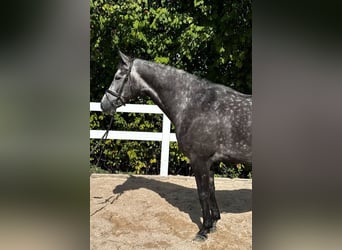 Koń hanowerski, Wałach, 6 lat, 167 cm, Siwa