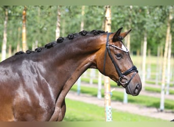 Koń hanowerski, Wałach, 6 lat, 170 cm, Ciemnogniada