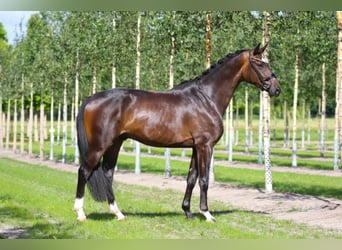 Koń hanowerski, Wałach, 6 lat, 170 cm, Ciemnogniada