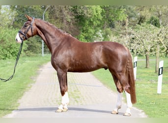Koń hanowerski, Wałach, 6 lat, 170 cm, Ciemnokasztanowata