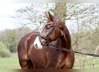 Koń hanowerski, Wałach, 6 lat, 170 cm, Ciemnokasztanowata