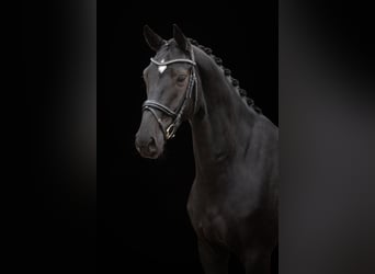 Koń hanowerski, Wałach, 6 lat, 170 cm, Kara