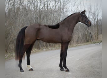 Koń hanowerski, Wałach, 6 lat, 171 cm, Ciemnogniada
