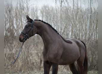 Koń hanowerski, Wałach, 6 lat, 171 cm, Ciemnogniada