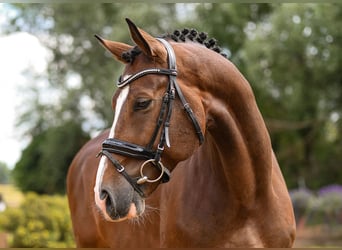 Koń hanowerski, Wałach, 6 lat, 171 cm, Gniada