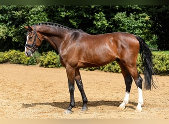 Koń hanowerski, Wałach, 6 lat, 171 cm, Gniada