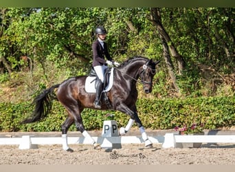 Koń hanowerski, Wałach, 6 lat, 172 cm, Ciemnogniada