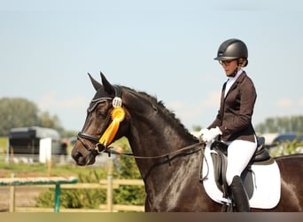 Koń hanowerski, Wałach, 6 lat, 172 cm, Ciemnogniada