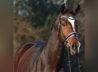 Koń hanowerski, Wałach, 6 lat, 172 cm, Gniada