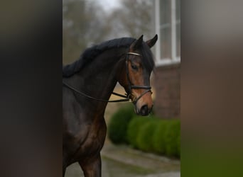 Koń hanowerski, Wałach, 6 lat, 173 cm, Ciemnogniada
