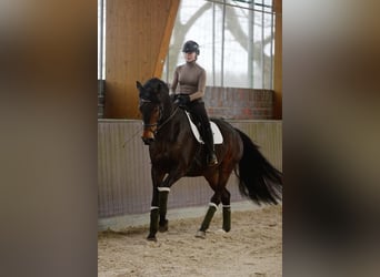 Koń hanowerski, Wałach, 6 lat, 173 cm, Ciemnogniada