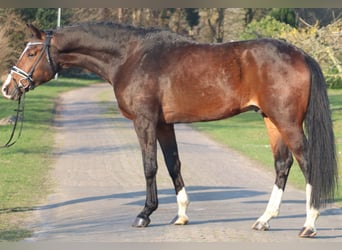 Koń hanowerski, Wałach, 6 lat, 173 cm, Gniada