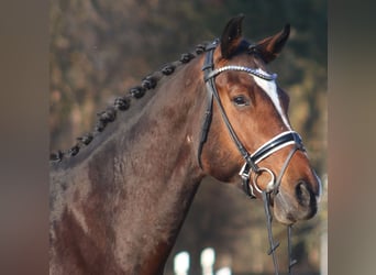 Koń hanowerski, Wałach, 6 lat, 173 cm, Gniada