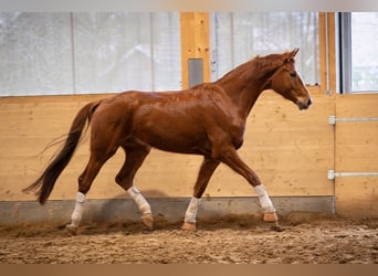 Koń hanowerski, Wałach, 6 lat, 174 cm, Kasztanowata