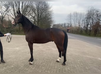 Koń hanowerski, Wałach, 6 lat, 174 cm, Skarogniada