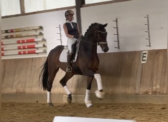 Koń hanowerski, Wałach, 6 lat, 175 cm, Ciemnogniada