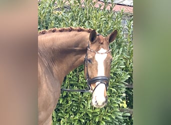 Koń hanowerski, Wałach, 6 lat, 175 cm, Ciemnokasztanowata