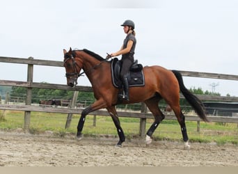 Koń hanowerski, Wałach, 6 lat, 175 cm, Gniada