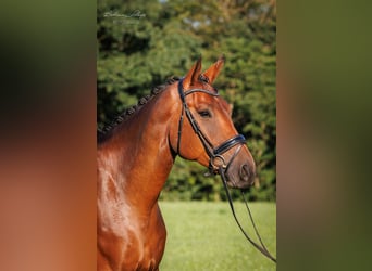 Koń hanowerski, Wałach, 6 lat, 175 cm, Gniada