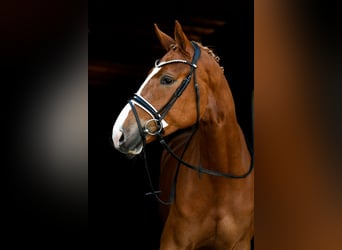 Koń hanowerski, Wałach, 6 lat, 175 cm, Kasztanowata
