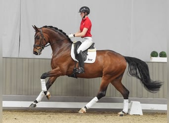 Koń hanowerski, Wałach, 6 lat, 176 cm, Gniada