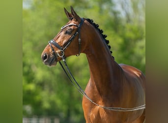 Koń hanowerski, Wałach, 6 lat, 176 cm, Gniada