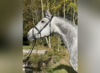 Koń hanowerski, Wałach, 6 lat, 177 cm, Karosiwa