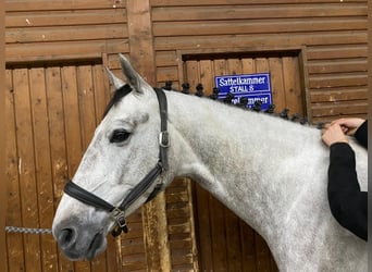 Koń hanowerski, Wałach, 7 lat, 165 cm, Siwa
